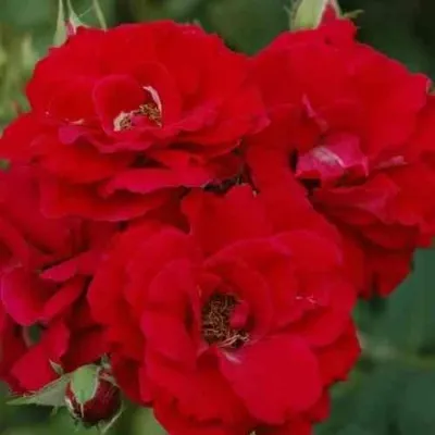 Саженцы роз ЧАМПЛЕЙН флорибунда в Москве