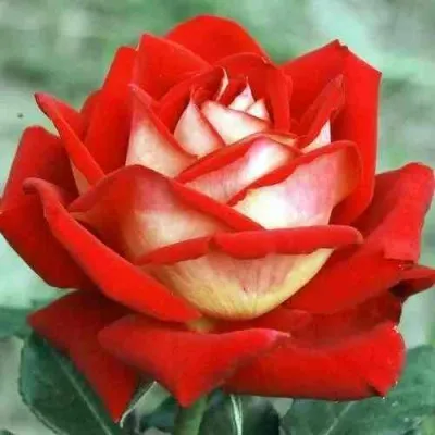 Саженцы роз НЬЮ ФЭШН чайно-гибридная — описание сорта Саженцы роз НЬЮ ФЭШН чайно-гибридная в Москве