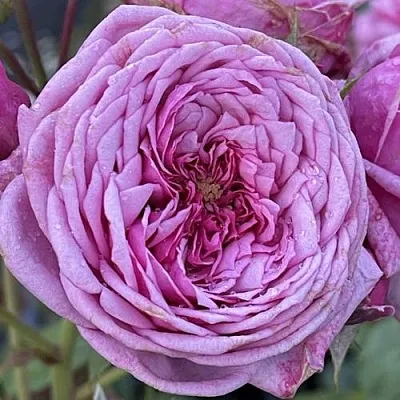 Саженцы роз ДЬЮРАНС АНСЬОН шраб в Москве