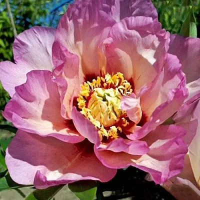 Пион ПАСТЕЛЬ СПЛЕНДОР ито-гибрид  Пион ПАСТЕЛЬ СПЛЕНДОР ито-гибрид в Москве