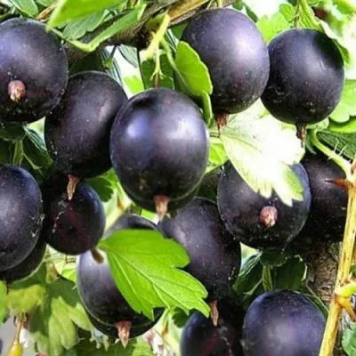 Крыжовник ЧЕРНОМОР — описание сорта Крыжовник ЧЕРНОМОР в Москве