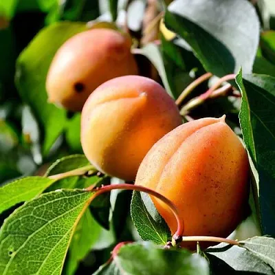 Абрикос БАЙ  Абрикос БАЙ в Москве