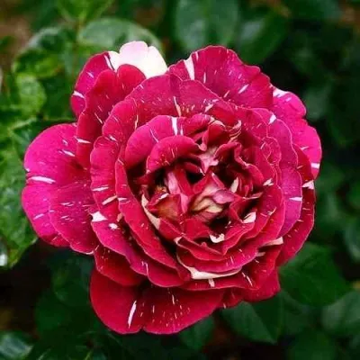 Саженцы роз ПЕСТРАЯ ФАНТАЗИЯ чайно-гибридная — описание сорта Саженцы роз ПЕСТРАЯ ФАНТАЗИЯ чайно-гибридная в Москве