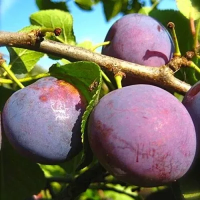 Слива СТАРТОВАЯ — описание сорта Слива СТАРТОВАЯ в Москве