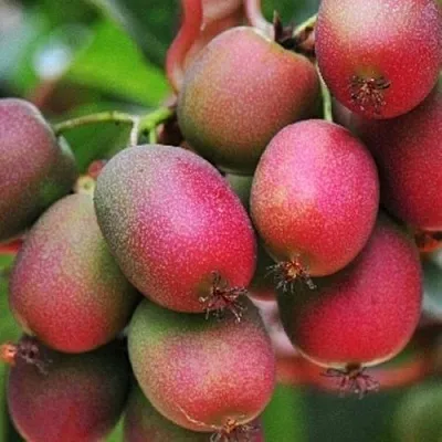 Актинидия ВЕЙКИ аргута  Актинидия ВЕЙКИ аргута в Москве