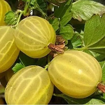 Крыжовник ЯРОВОЙ  Крыжовник ЯРОВОЙ в Москве