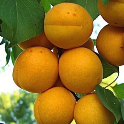 Абрикос ОНТАРИО  Абрикос ОНТАРИО в Москве