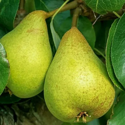 Груша Г-6 колонновидная — описание сорта Груша Г-6 колонновидная в Москве