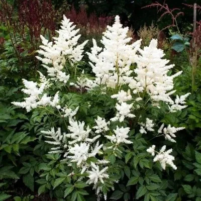 Астильба ДОЙЧЛАНД японская — описание сорта Астильба ДОЙЧЛАНД японская в Москве