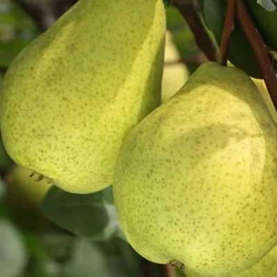 Груша СКАЗОЧНАЯ  — описание сорта Груша СКАЗОЧНАЯ  в Москве