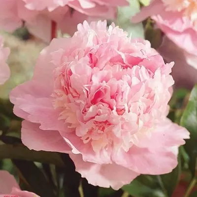 Пион ЭДЕНС ПАРФЮМ травянистый  Пион ЭДЕНС ПАРФЮМ травянистый в Москве