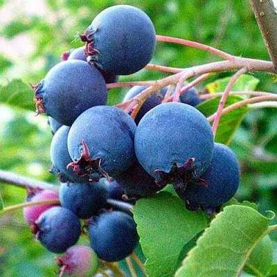 Ирга ПЕМБИНА в Москве