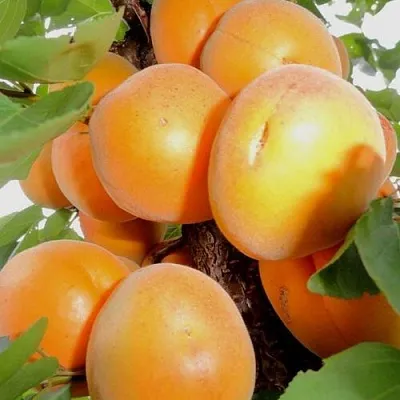 Абрикос ДЕСЕРТНЫЙ  Абрикос ДЕСЕРТНЫЙ в Москве