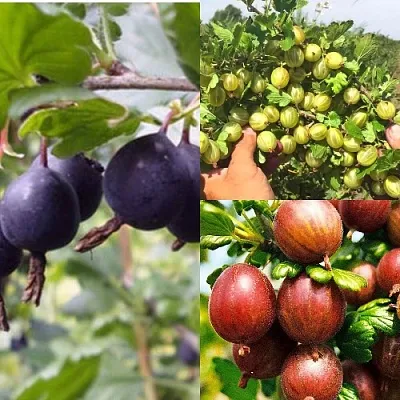 Комплект КРЫЖОВНИК MIX в Москве