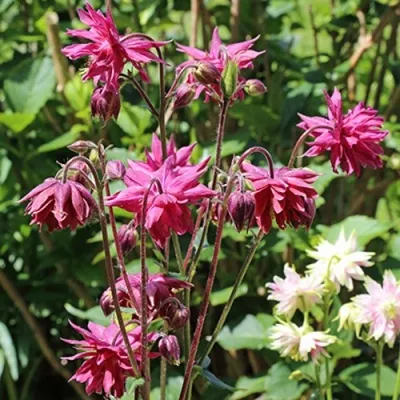 Аквилегия БАРЛОУ БОРДО обыкновенная — описание сорта Аквилегия БАРЛОУ БОРДО обыкновенная в Москве