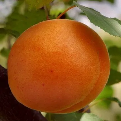 Абрикос ОЛИМП  Абрикос ОЛИМП в Москве