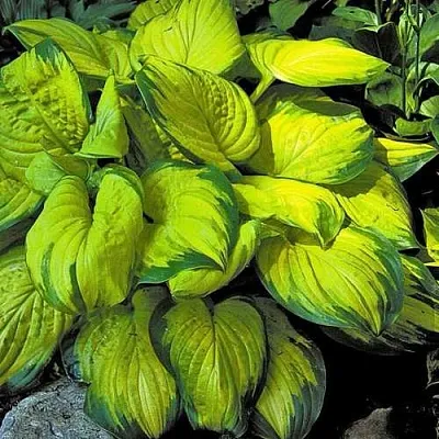 Хоста СТЕЙНД ГЛАСС гибридная  Хоста СТЕЙНД ГЛАСС гибридная в Москве