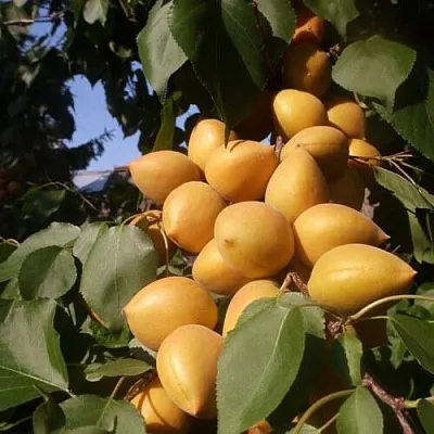 Абрикос Манитоба Абрикос Манитоба