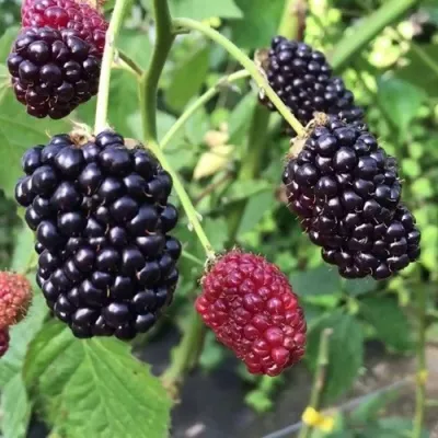 Ежевика ПРАЙМ АРК ФРИДОМ ремонтантная — описание сорта Ежевика ПРАЙМ АРК ФРИДОМ ремонтантная в Москве