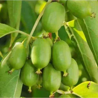 Актинидия ИССАИ аргута — описание сорта Актинидия ИССАИ аргута в Москве