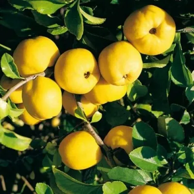 Айва ЦЕЗАРЬ — описание сорта Айва ЦЕЗАРЬ в Москве