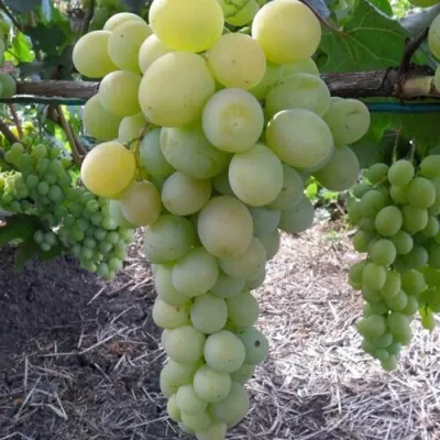 Виноград ФРУМОАСА АЛБЭ — описание сорта Виноград ФРУМОАСА АЛБЭ в Москве