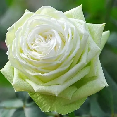 Саженцы роз ВАКАНА японская  Саженцы роз ВАКАНА японская в Москве