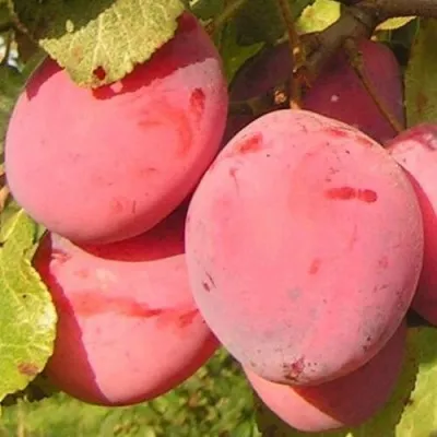 Слива ФАВОРИТЕ ДЕ СУЛТАНО — описание сорта Слива ФАВОРИТЕ ДЕ СУЛТАНО в Москве