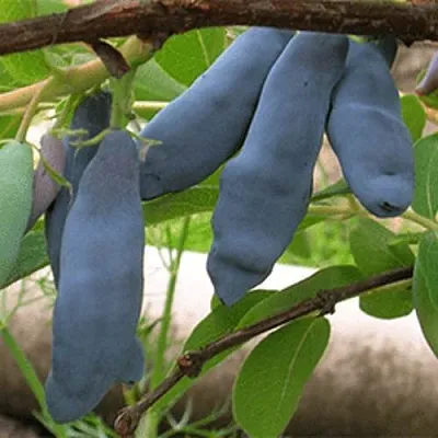 Жимолость съедобная ЛЕНИНГРАДСКИЙ ВЕЛИКАН  Жимолость съедобная ЛЕНИНГРАДСКИЙ ВЕЛИКАН в Москве