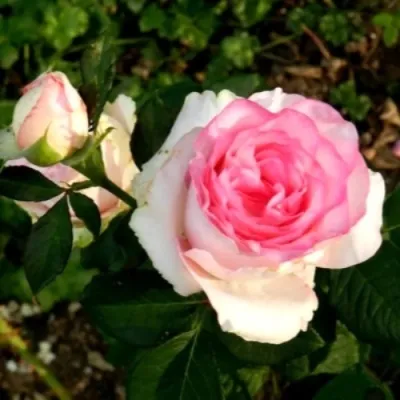 Саженцы роз ДОЛЬЧЕ ВИТА чайно-гибридная — описание сорта Саженцы роз ДОЛЬЧЕ ВИТА чайно-гибридная в Москве