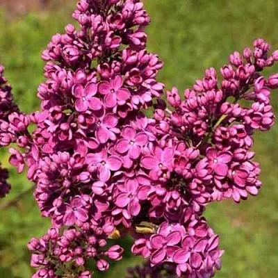 Сирень ЗНАМЯ ЛЕНИНА  Сирень ЗНАМЯ ЛЕНИНА в Москве