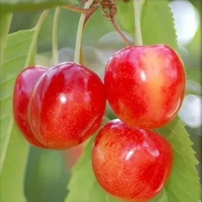 Черешня БРЯНСКАЯ РОЗОВАЯ в Москве