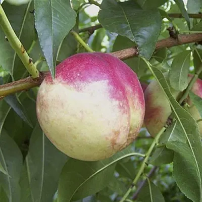 ПИЧЕРИН  ПИЧЕРИН в Москве