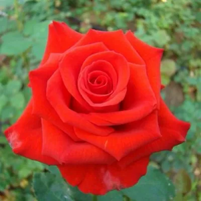 Саженцы роз МЕРСЕДЕС чайно-гибридная — описание сорта Саженцы роз МЕРСЕДЕС чайно-гибридная в Москве