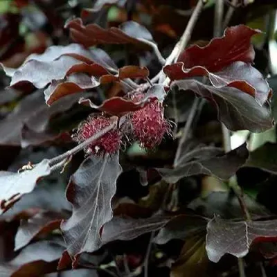 Бук лесной АТРОПУНИЦЕА — описание сорта Бук лесной АТРОПУНИЦЕА в Москве