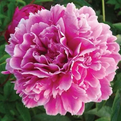 Пион ПУРПУРНАЯ ФЕЕРИЯ травянистый — описание сорта Пион ПУРПУРНАЯ ФЕЕРИЯ травянистый в Москве