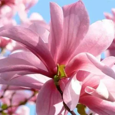 Магнолия ГАЛАКСИ — описание сорта Магнолия ГАЛАКСИ в Москве