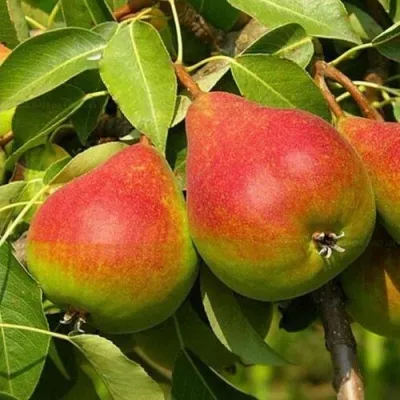 Груша ГЕРА — описание сорта Груша ГЕРА в Москве