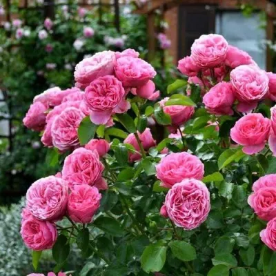 Саженцы роз КЕЛЬНЕР ФЛОРА шраб — описание сорта Саженцы роз КЕЛЬНЕР ФЛОРА шраб в Москве