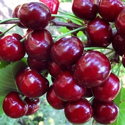 Вишня ЖУКОВСКАЯ в Москве