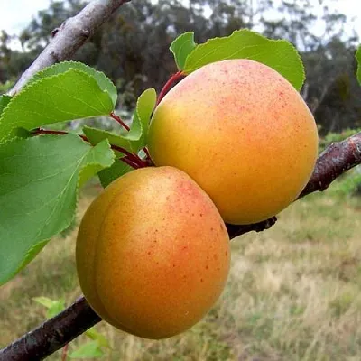 Абрикос ОРЛОВЧАНИН  Абрикос ОРЛОВЧАНИН в Москве