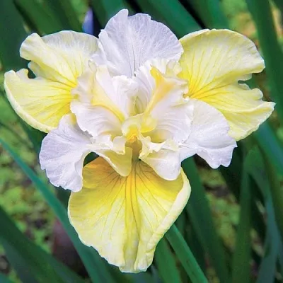 Ирис ЙЕЛЛОУ ТЕЙЛ сибирский в Москве