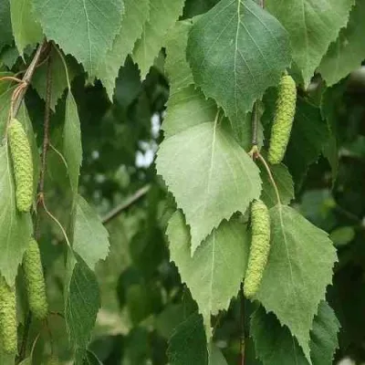 Береза бородавчатая — описание сорта Береза бородавчатая в Москве