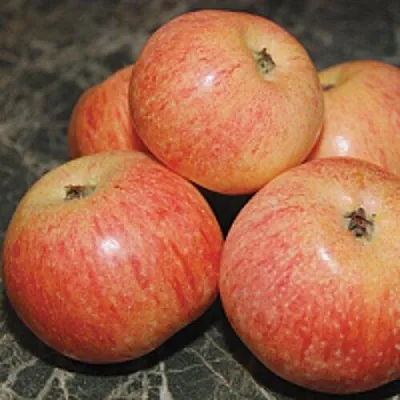 Яблоня КОНФЕТНОЕ  Яблоня КОНФЕТНОЕ в Москве