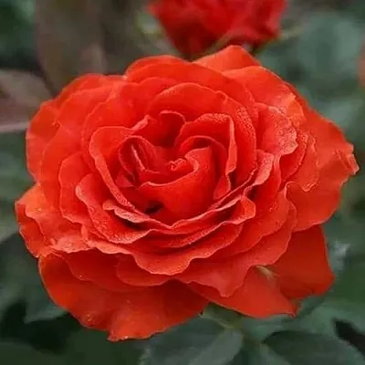 Саженцы роз ЭЛЬ ТОРО чайно-гибридная  Саженцы роз ЭЛЬ ТОРО чайно-гибридная в Москве