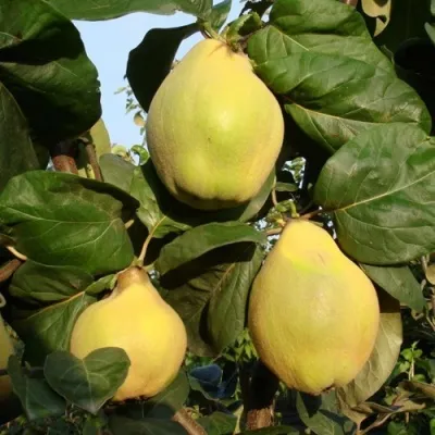 Айва БЕРЕЦКИЙ — описание сорта Айва БЕРЕЦКИЙ в Москве