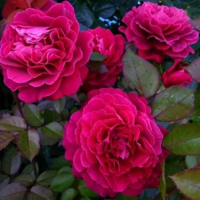 Саженцы роз БЕЛЬВЬЮ чайно-гибридная — описание сорта Саженцы роз БЕЛЬВЬЮ чайно-гибридная в Москве