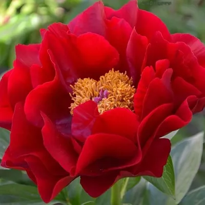 Пион МАКИНАК ГРАНД травянистый  Пион МАКИНАК ГРАНД травянистый в Москве