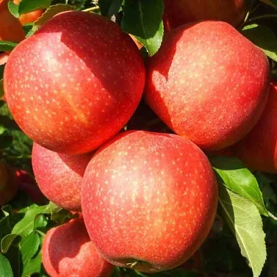 Яблоня Гала Шнига Яблоня Гала Шнига