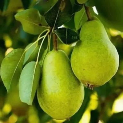 Груша СЕВЕРЯНКА колонновидная — описание сорта Груша СЕВЕРЯНКА колонновидная в Москве